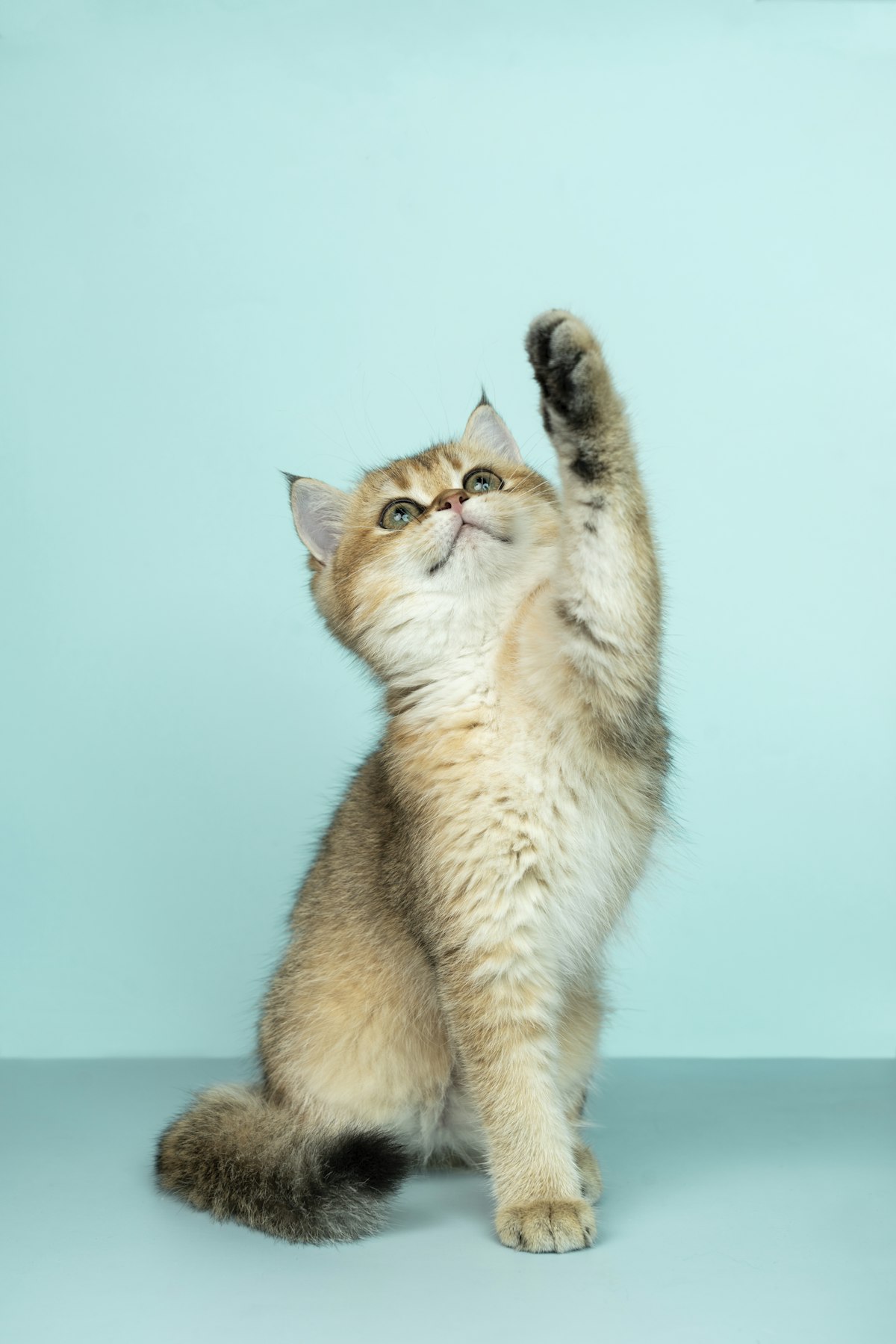 How Cats Age Compared to Humans