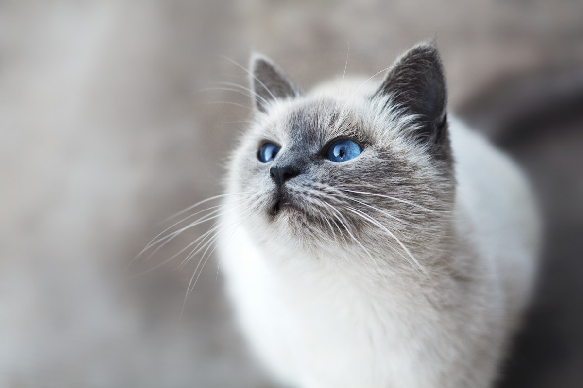 Cat Age in Human Years Calculator Explained