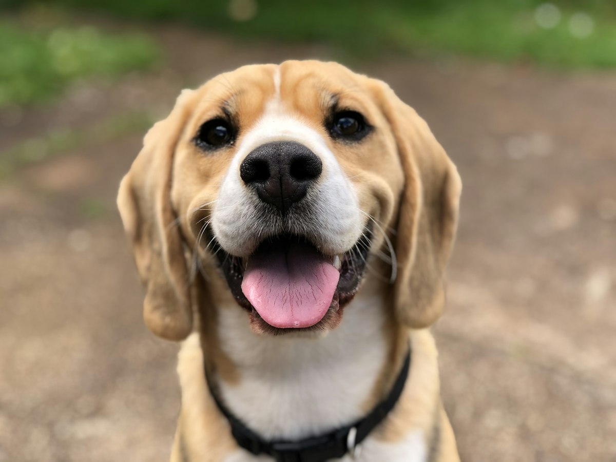 Dog Age in Human Years Calculator Explained
