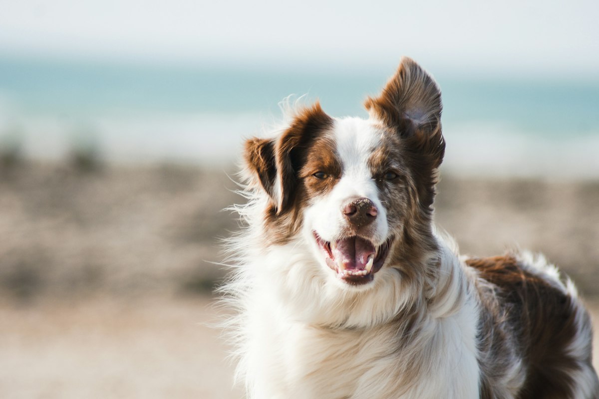 Dog Breed Lifespan and Age Milestones