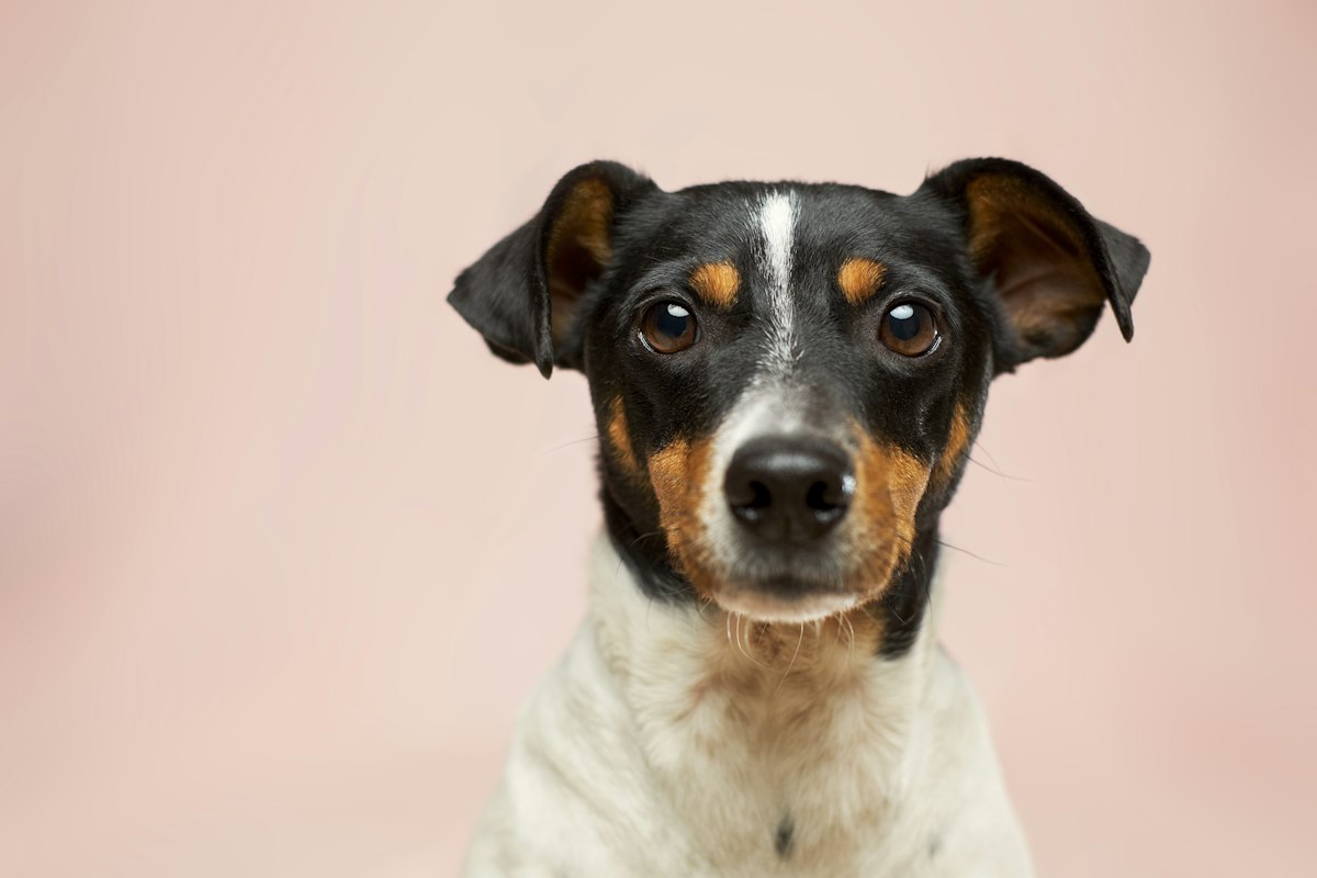 Small vs Large Dog Age Differences