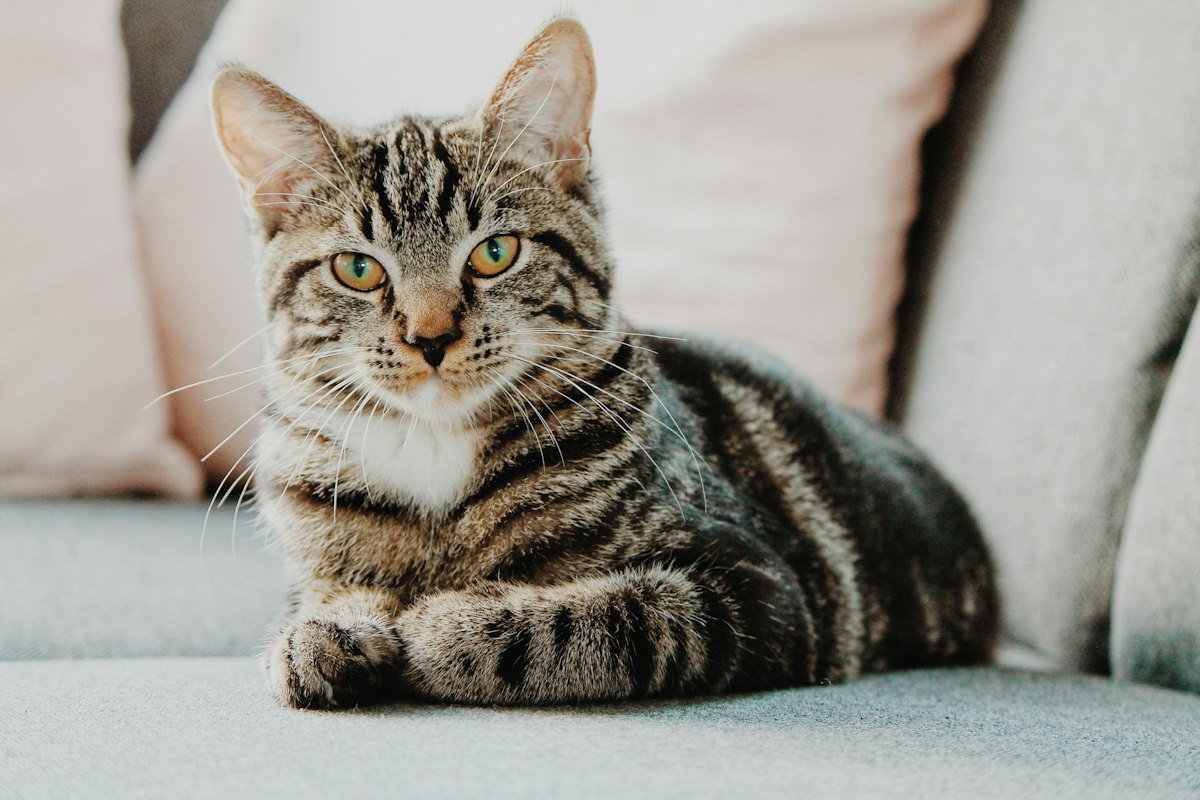 Cat Age in Human Years Calculator Explained